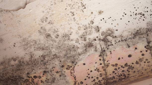 Best Mold Damage Restoration  in River Ridge, FL